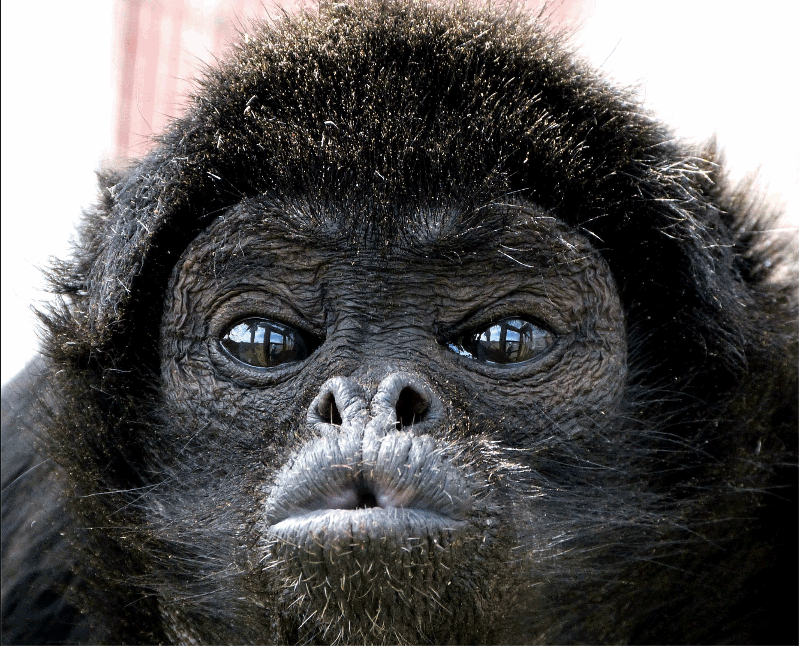 SBFPrimateS's tweet photo. @rickygervais You bring so much awareness to all of our causes. Thank you from @darwinikea &amp; George the Spider Monkey http://t.co/dUUQXSjyyl