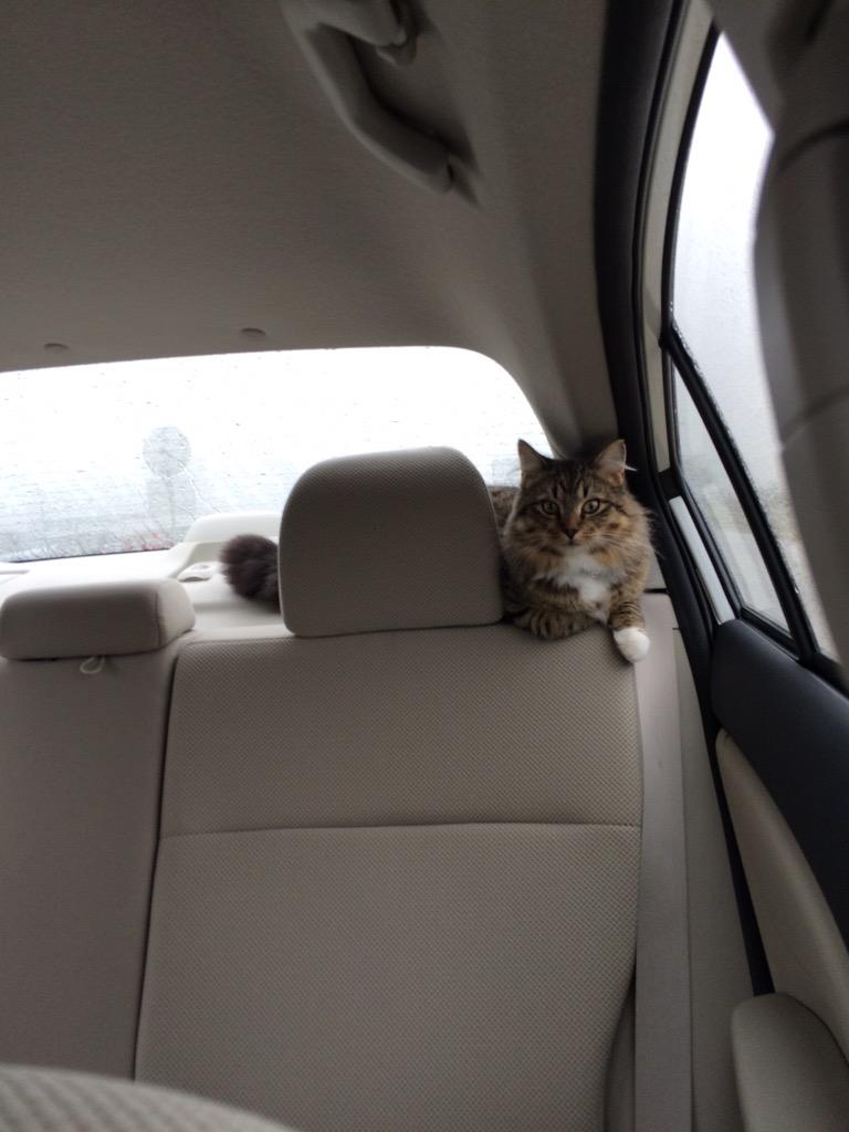femmanist's tweet photo. Lawl I let him roam around my car because why not http://t.co/1IFUoZzpkI