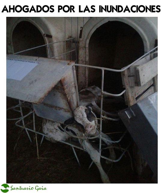 FSantuarioGaia's tweet photo. SOS #Zaragoza @Vegan_Hope necesita apoyo para #SalvarAnimales de la crecida del Ebro. Contacta 665692120 RT URGENTE http://t.co/umUOOzpxEG