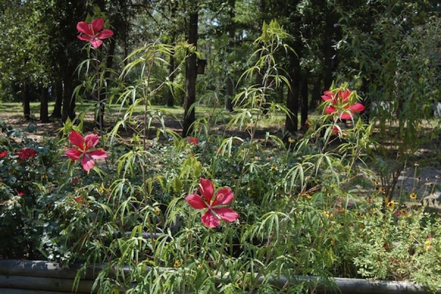 Cinco #plantas que la Policía suele confundir con #marihuana - growlandia.com/marihuana/cinc…