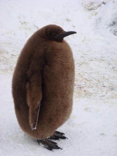 ThatsAnimals's tweet photo. when you eat a whole pizza by yourself http://t.co/duVwofy62g