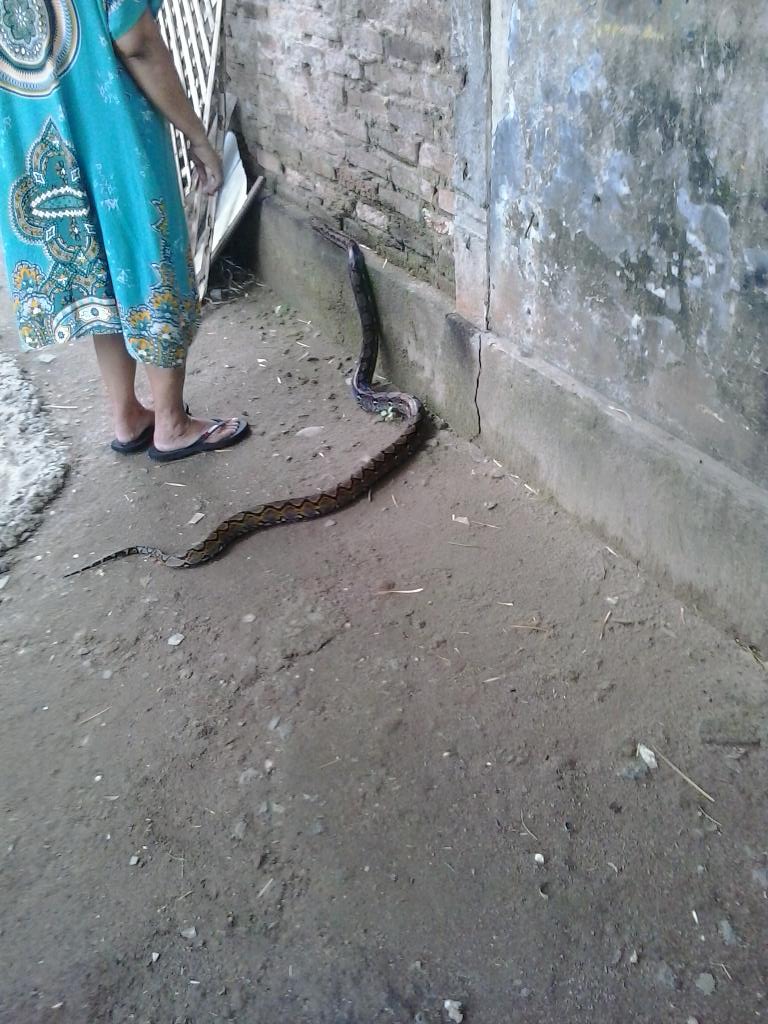 ManLoveman7777's tweet photo. Nah lu hahahha jemput ade di sekolah tukang Warung meliara uler gedean uler itu kayanya di banding uler gua hahha http://t.co/QQNQ4OI7fH