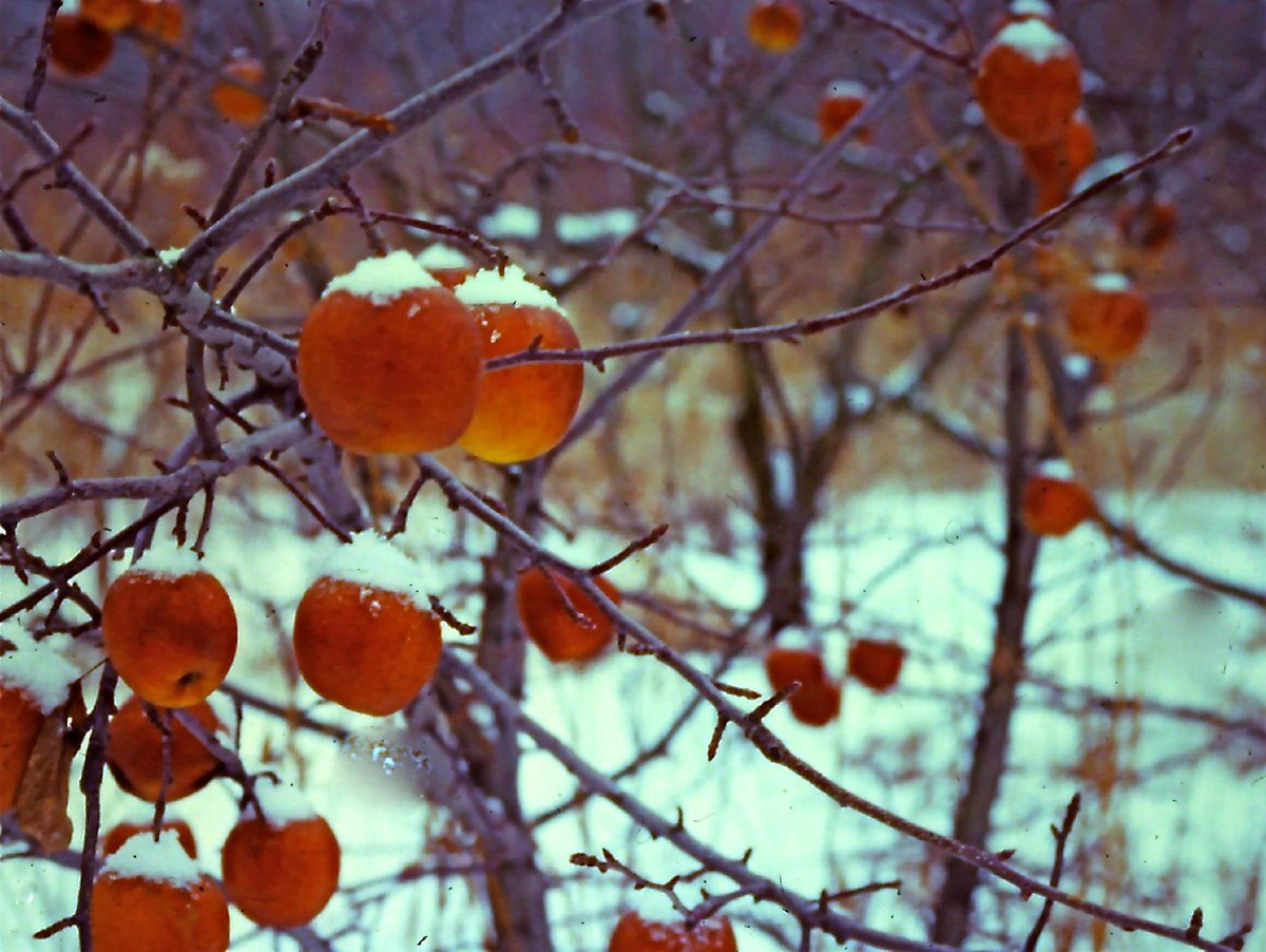 fredmercnik's tweet photo. Nature has a way of preserving fruit #niagaraorchards #winterjam2015 #niagaraonthelake #ultimate_shot #fredphoto art http://t.co/FNBYkMlua2