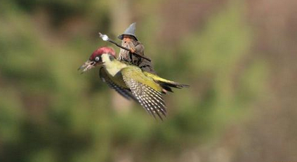 EKjarsgaard's tweet photo. “@LindaKjarsgaard The 'weasel-riding-a-woodpecker' picture has gone (understandably) viral... http://t.co/yi8x8BHP92 http://t.co/dJmkN7ewoR”