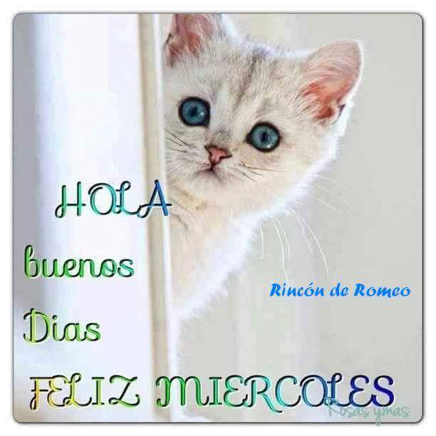 La Vecindad Del Gato on Twitter: "Buenos días!!! Feliz miercoles  http://t.co/erh95cQKHy" / Twitter