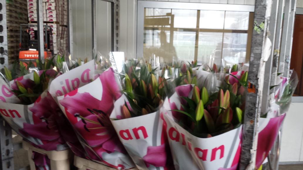 Moermanlilium's tweet image. Morgen eerste Super dalian 6+ @FloraHolland Naaldwijk #lilium van #moermanlilium  5 per bos !! Paste niet in de hoes