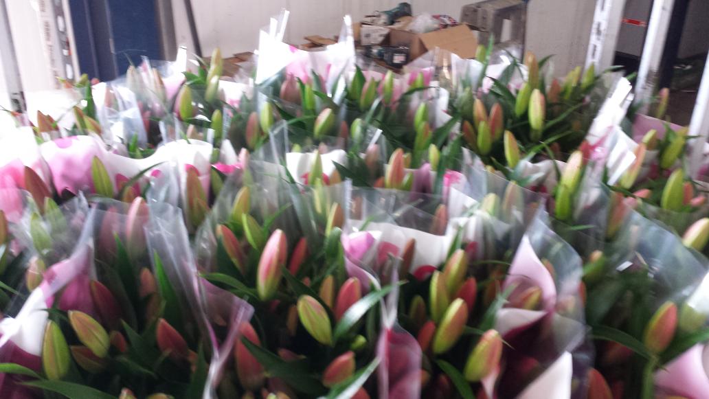 Moermanlilium's tweet image. Morgen eerste Super dalian 6+ @FloraHolland Naaldwijk #lilium van #moermanlilium  5 per bos !! Paste niet in de hoes