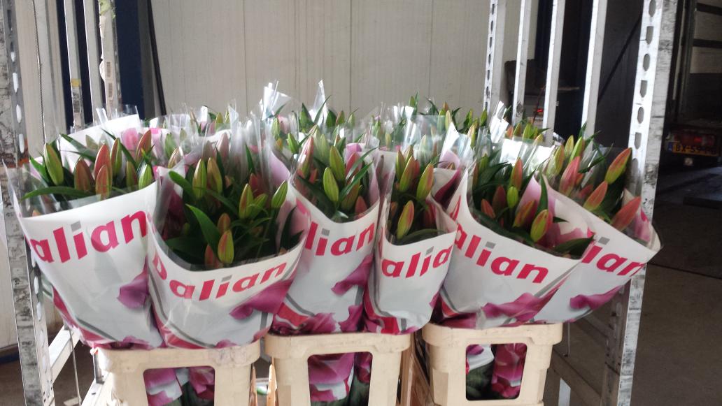 Moermanlilium's tweet image. Morgen eerste Super dalian 6+ @FloraHolland Naaldwijk #lilium van #moermanlilium  5 per bos !! Paste niet in de hoes