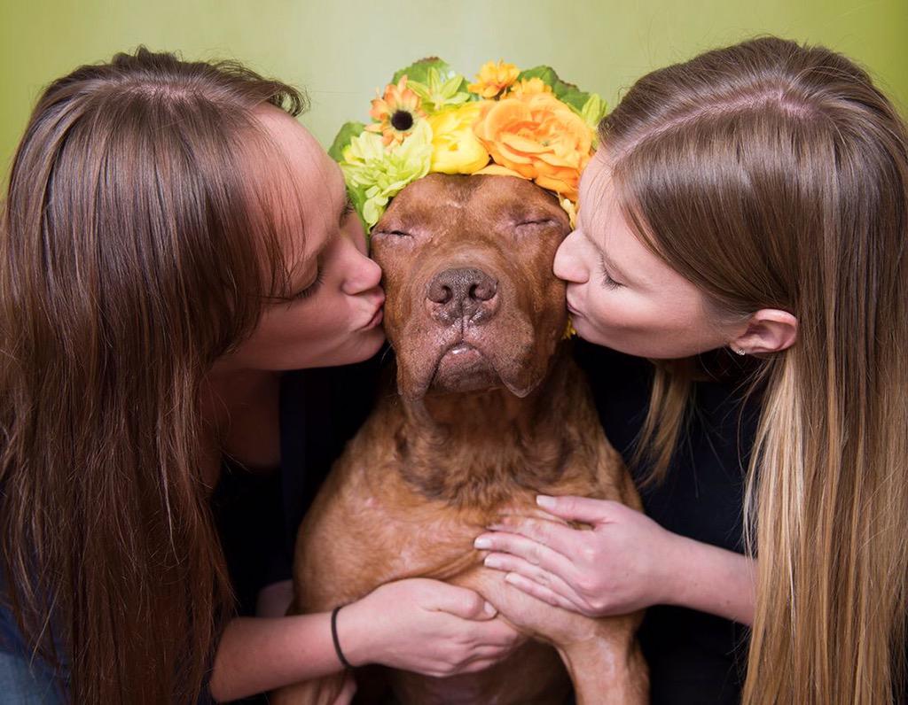 <a href="/Mrbonesandco/">Mr. Bones & Co.</a> giving some luvin' to Kona, a heroin overdose survivor (up for adoption in NYC) #pitbullflowerpower