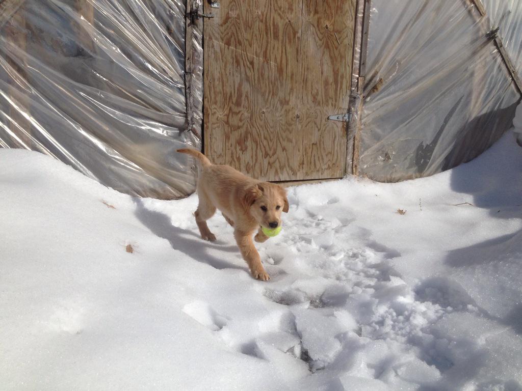 petalsfarm's tweet photo. Too cute! Life is good on the farm. #farmdog #lovemydog http://t.co/BT9kQQWKKs