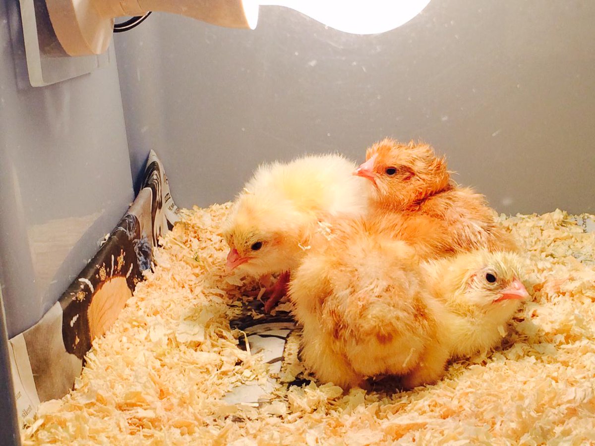 Welcome to the world! #ChickHatching @bassetths #perfectpoultry!