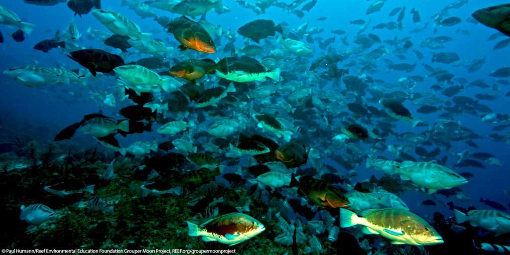 eahelmick's tweet photo. #Scientists  &amp; #fishermen collaborating for more fish for the #future. Watch live now! http://t.co/8T4bsh3IVX http://t.co/TFE7bwI875
