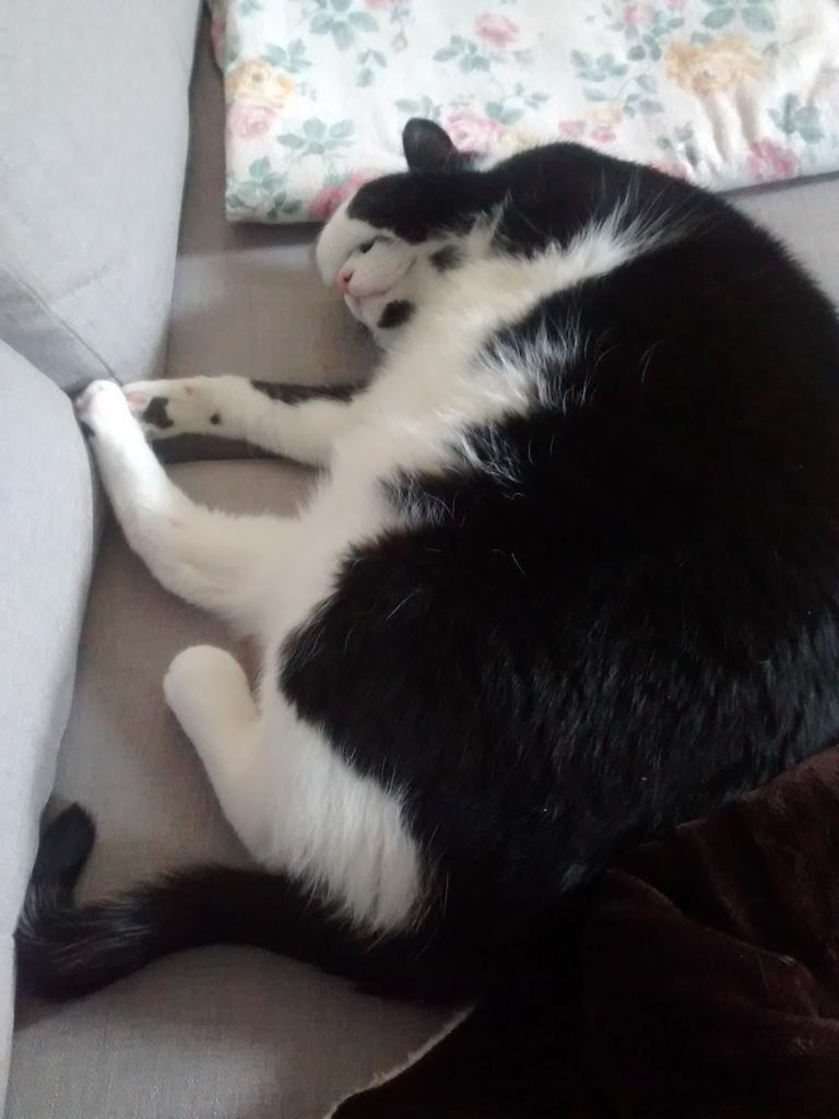 MeowBond's tweet photo. Nothing beats a nice nap on a cold winter's day #catnap #dreamingoffish http://t.co/6yC4DspfRC