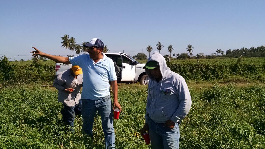 cesarintc's tweet photo. Vivorillos tomates rojos y VALAGRO http://t.co/74OhCC2L8S