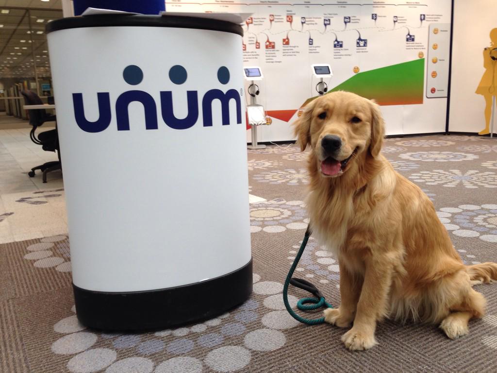 CGADA's tweet image. Thank you Unum for hosting Goodwill Service-dog-in-training Indy in the Dog at Your Desk program today! @unumnews