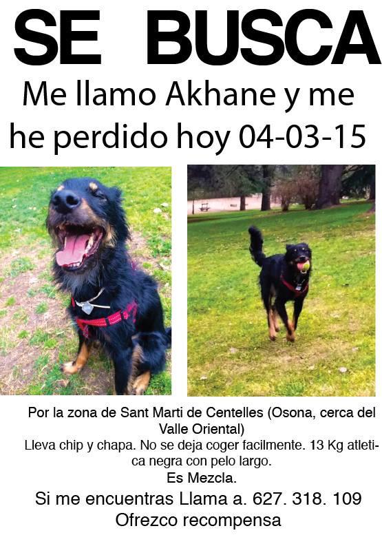 albertojolee's tweet photo. Se ha perdido Akhane,hay uno de los carteles que el número no es correcto,este sí,gracias a todos. http://t.co/TFYxtwJPRA