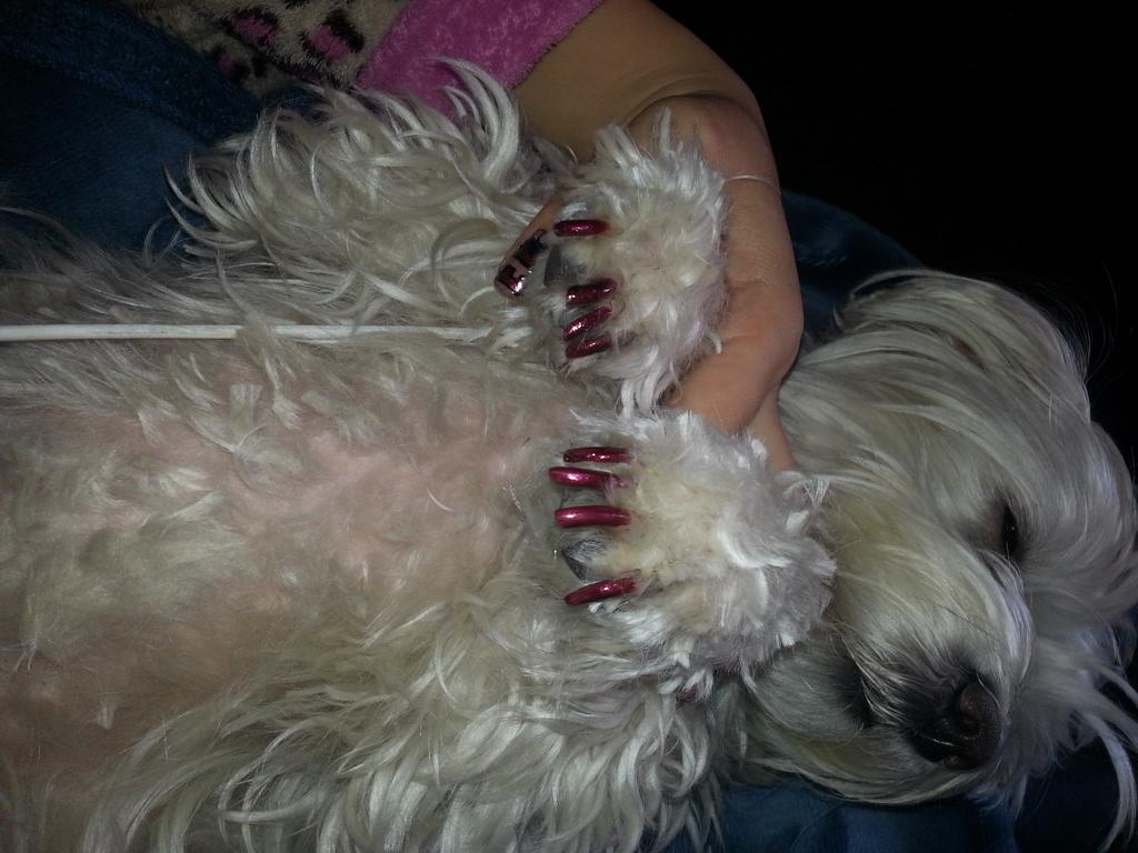 miimiistf's tweet photo. Sesión de uñas entre #Nala #Yaya y yo 😍💜💜💅💅 http://t.co/GoTdmr0crm