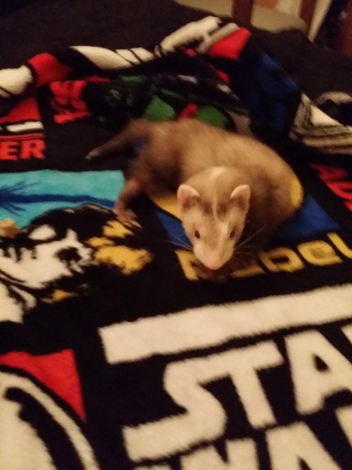 Lunch time is over :( 5 more hours then back to my room to see my new baby ferret hid name is John Snow<a href="/tag/ferretlove"class="tags"><span>#ferretlove</span></a>