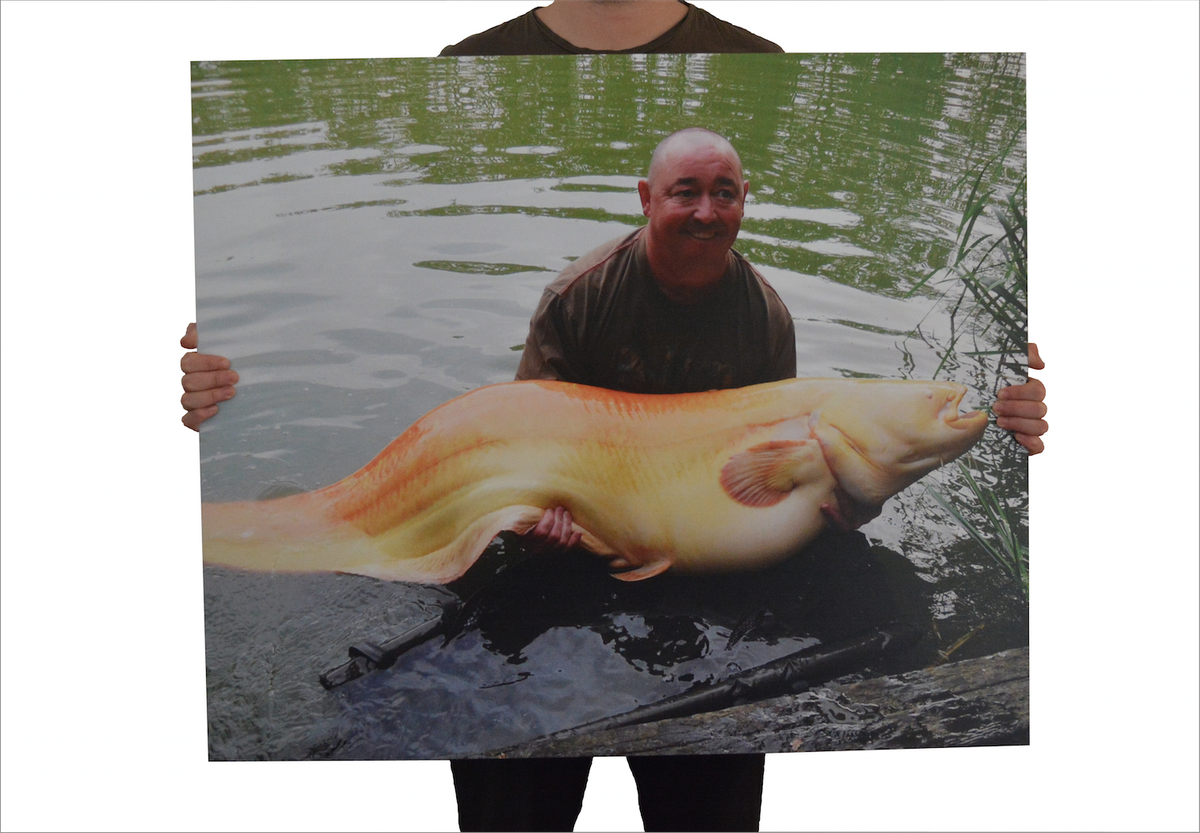 HotgrafixDesign's tweet image. We've just designed these exhibition pieces to showcase Carpinvasion at the #Carpinon 2015 carpinvasion.com