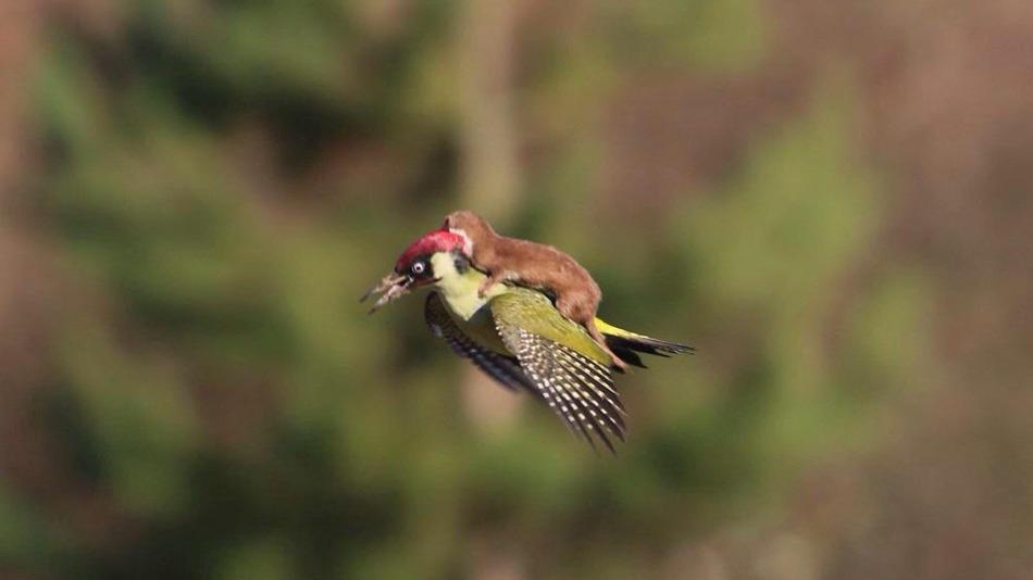 PAULVANDYK's tweet photo. Wonder which frequent flyer program the weasle is on... http://t.co/nlgpmdviVe