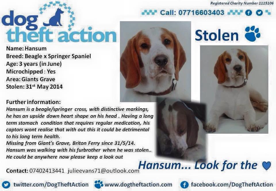 Help Find Hansum tweet media