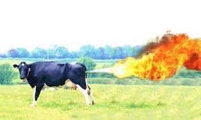 CVDmarkets's tweet photo. June #Cattle LIMIT UP!! #BeefBash!! http://t.co/if9KOEd1Wy