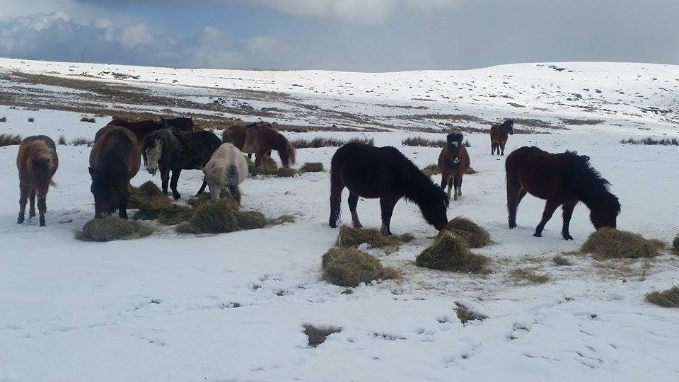 Feeding the ponies in the snow on the commons yesterday. Thank you to everyone who has donated to the SWHP <a href="/swhpuk/">SWHP</a>