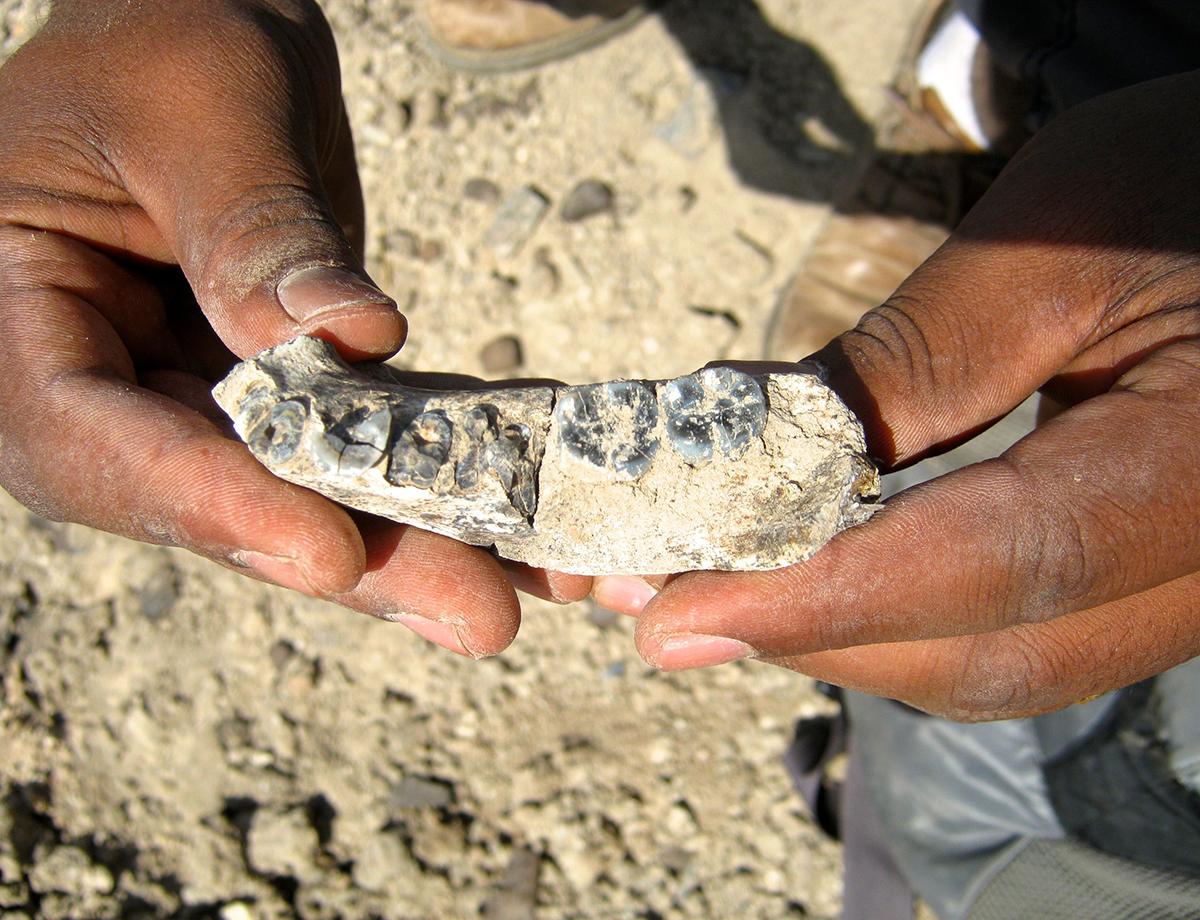 newscientist's tweet photo. Oldest known member of human family found in Ethiopia: http://t.co/k2fBQniriC http://t.co/COT6oupiC9