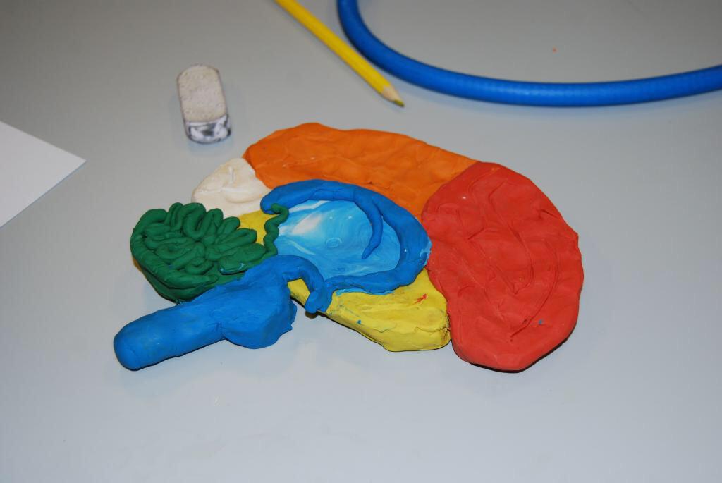 StevenJJacques's tweet image. @UoGHumanAnatomy @JuliaPMyatt @uofg @anat_soc Not a patch on my Bio273 students' models!