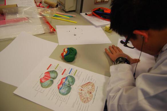 StevenJJacques's tweet image. @UoGHumanAnatomy @JuliaPMyatt @uofg @anat_soc Not a patch on my Bio273 students' models!