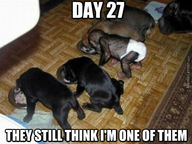Monkey Memes (@MonkeyMemes) / Posts / X