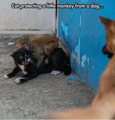 Monkey Memes (@MonkeyMemes) / Posts / X