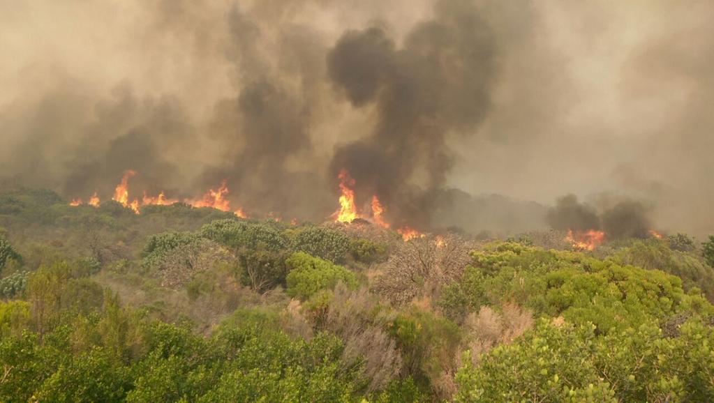 Capetown wildfires: Snakes will be fleeing. PLEASE DO NOT KILL THEM! Contact 0835900808 or 0834637113 #CapeFire #hmrd