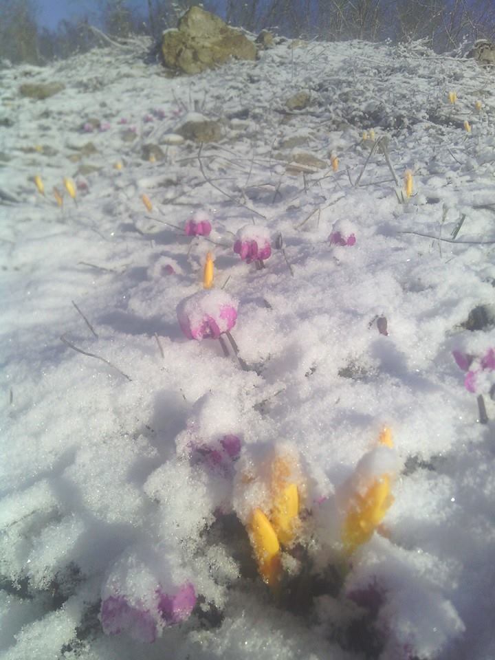 Kardelen deler kar'ı, öper güneşi ağzının kıyısından...