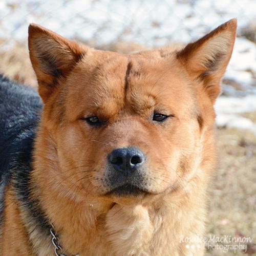 jensputek's tweet photo. Please share and help George find his furrever home #aarcsrescue @AARCS_Canada http://t.co/419OLjNLjO