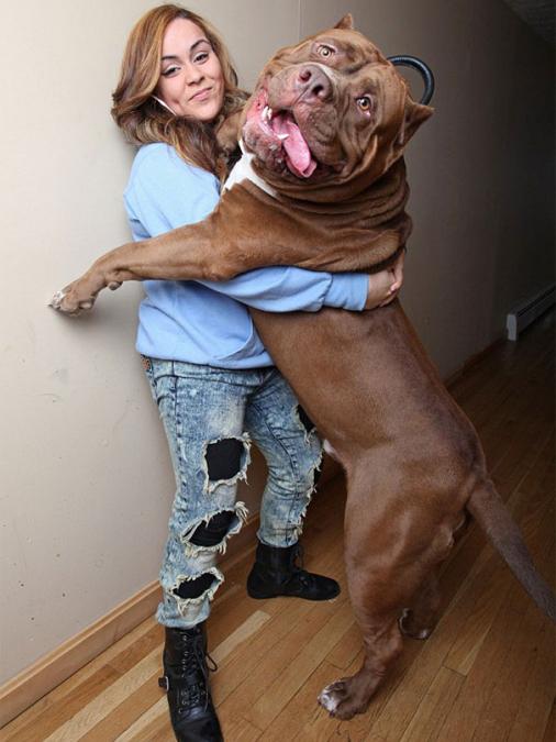 A3Noticias's tweet photo. Conoce a Hulk, el pitbull que pesa más de 78 kilos, en el blog 'Esto no es Noticia'
http://t.co/W0CGilTiGh http://t.co/cWOsII6bag