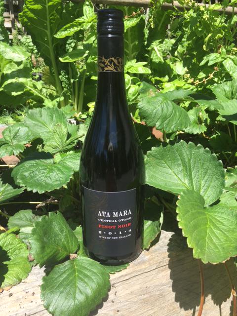 2014 Pinot Noir just bottled looking good - here it is among my strawberry patch