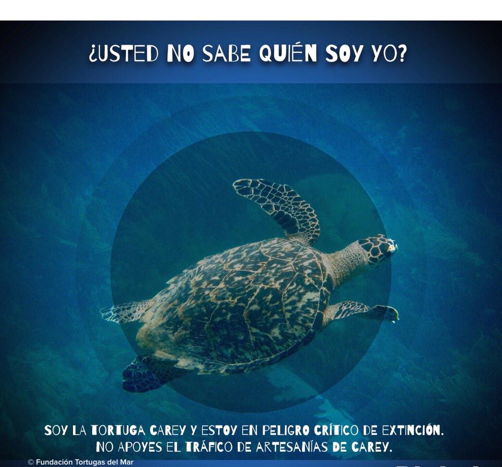 ramgal85's tweet photo. En este momento: Iniciativa para proteger las tortugas carey @BluRadioCo @BluVerdeCO @Tortugasdelmar @WWFColombia http://t.co/ZTDusOTRvK