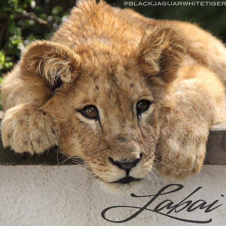 BJWTfoundation's tweet image. #labai #kinglabai #BoycottTheCircus #BOYCOTTCIRCUS #saveourplanet #SaveLions