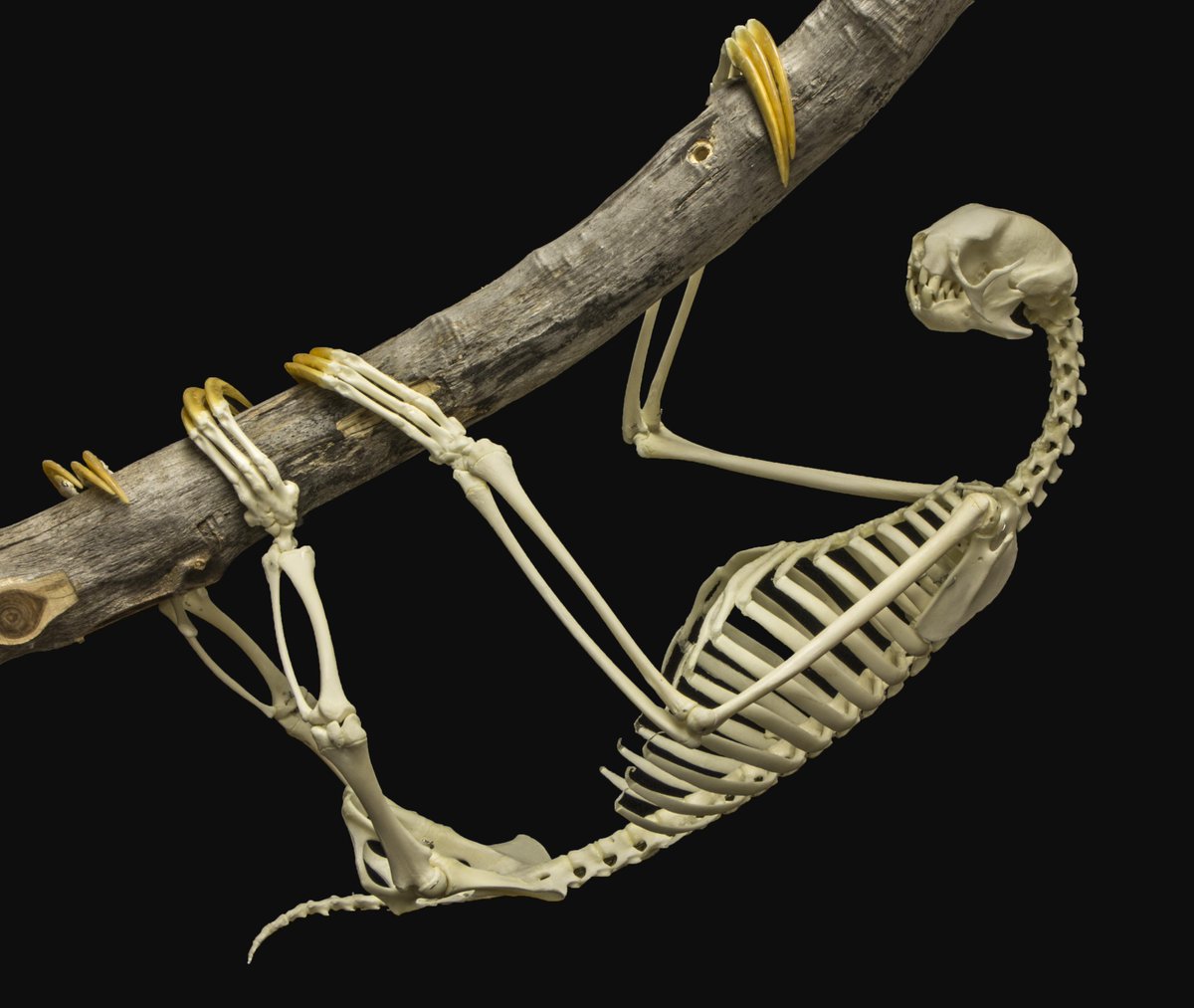 Three-toed Sloth in 2021 | Three toed sloth, Sloth, Skeleton