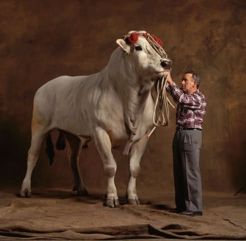 un enorme ejemplar chianina! #razasdelmundo