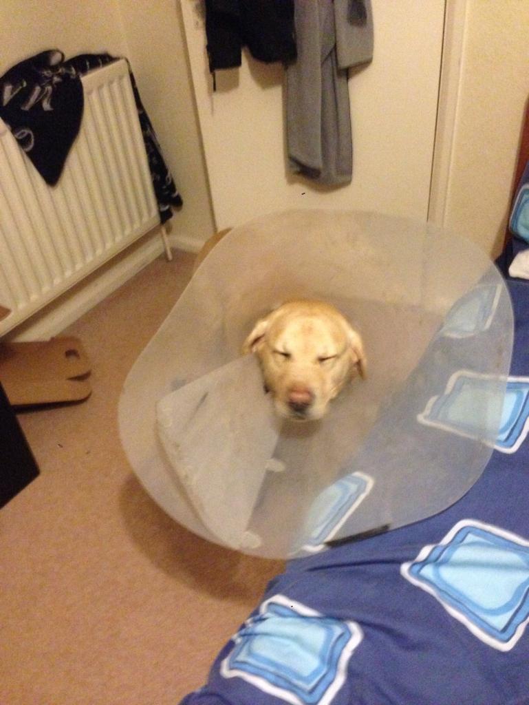 We ❤ this pic of Hogan in his 'too big' buster collar. We wonder what he's thinking. Tweet us your ideas #coneofshame