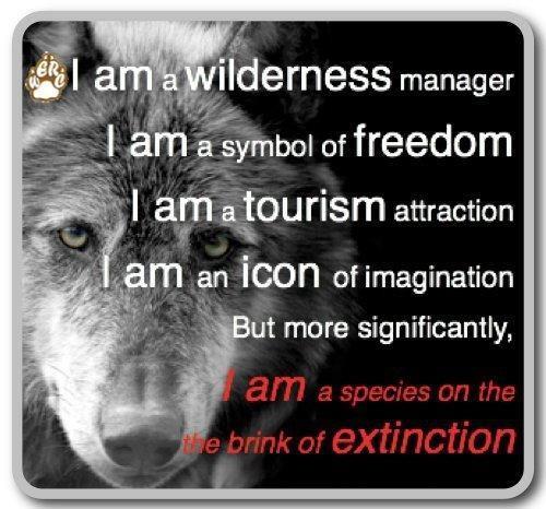Desiree_Laverne's tweet photo. #Iam4Wolves.... #WolfWednesday #ExtinctionIsForever http://t.co/w63QqjcxK9