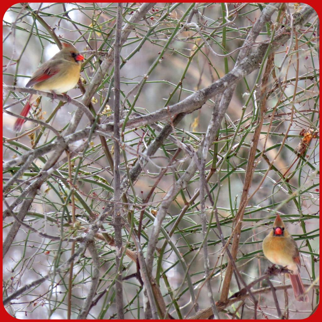 #FemaleCardinals #Cardinals #Redbird #WinterBirds #Backyardbirds #FeedtheBirds #Winter2015 #MassachusettsBirds