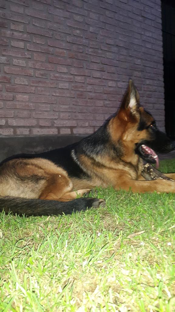 Clon_47's tweet image. DE POSTRE MI PERRO KIRCHNERISTA SE CONFORMA CON UN TRONQUITO #Peronisno