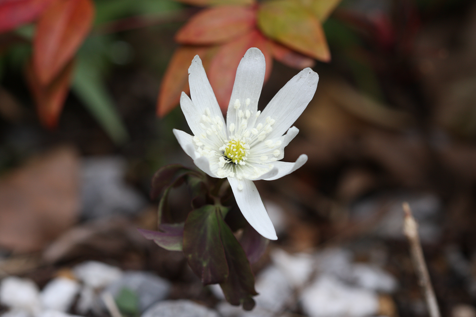 Ritha おはようございます 庭のアズマイチゲが咲き始めました アズマイチゲを中国語で言うと 多被银莲花 銀の蓮の花 綺麗な名前ですね 植物 花 Http T Co Vqprur0xyi