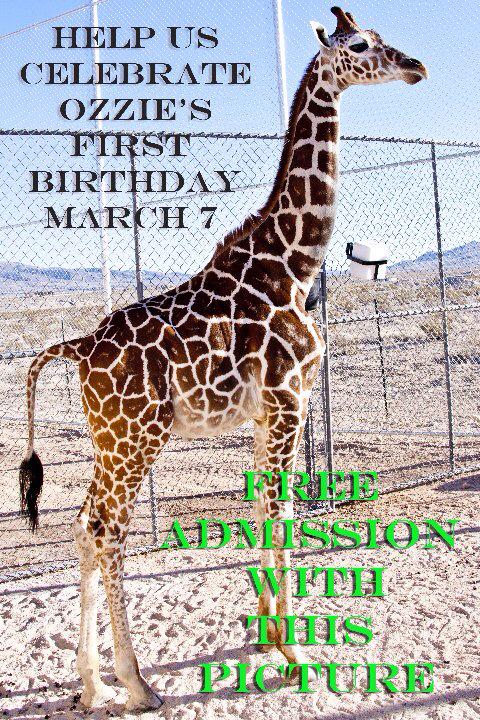 ShopLocalVegas's tweet image. Celebrate Ozzie the giraffe's 1yr b-day at Lion Habitat Ranch Sat. 11-3 Free w/flyer #Vegas  via @jenpbradley