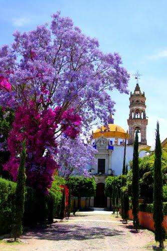 JAYLE_MEXICO's tweet photo. EN CAÑADA DE NEGROS GUANAJUATO, LA JACARANDA O SEMANA SANTA COMO ALGUNOS LLAMAN A ESTE ÁRBOL YA ESTA EN SU ESPLENDOR http://t.co/4TMqEesNuj
