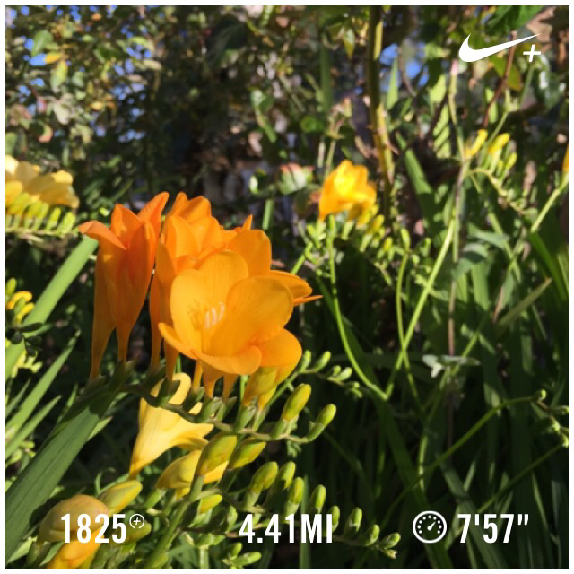npann's tweet photo. post #nvm15, I'm back on the wagon I just ran 4.41 mi @ a 7'57"/mi pace with Nike+. http://t.co/iQI0fErrZY #nikeplus http://t.co/R3E4mnTHVe