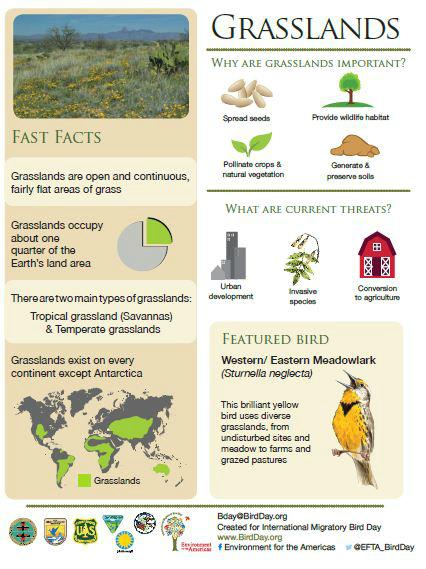USFWSBirds's tweet photo. Grasslands - important for birds and people. Celebrate #birds - Celebrate #grasslands #IMBD2015 @EFTA_birdday http://t.co/AfJWJUlcH5